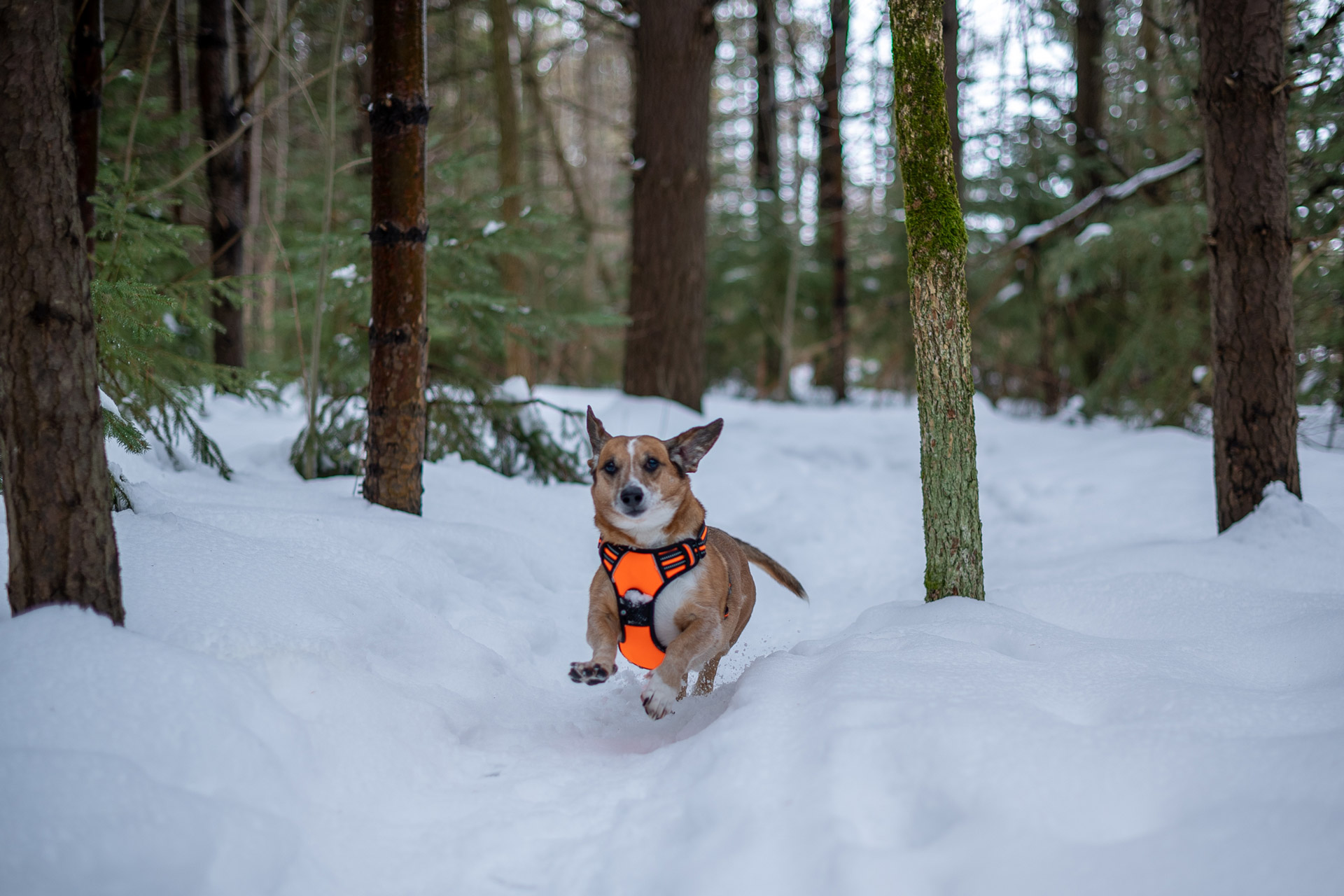 portrait photography